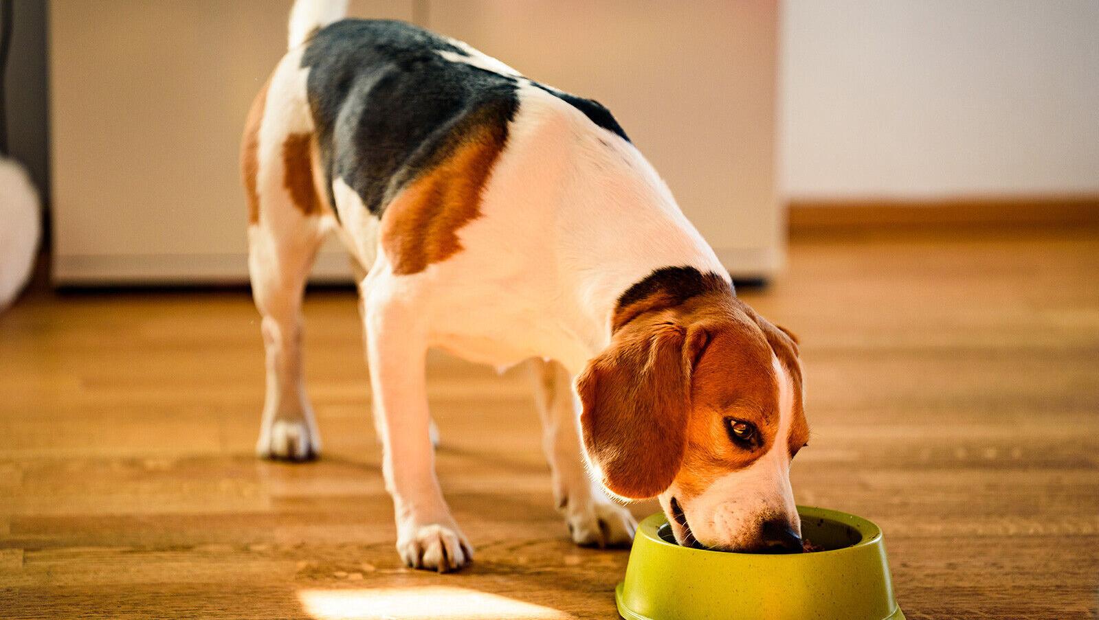 How often you wash your dog's bowl can affect your health, too, study says